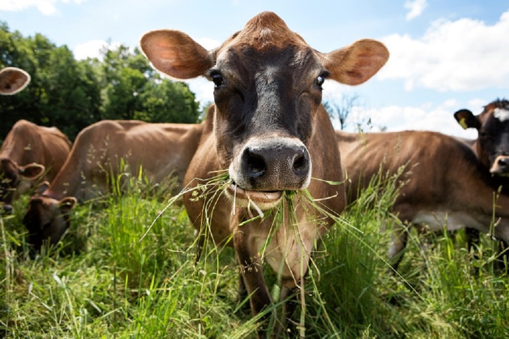 Grass fed animali a pascolo nutriti d'erba